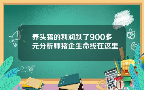 养头猪的利润跌了900多元分析师猪企生命线在这里