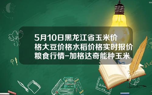 5月10日黑龙江省玉米价格大豆价格水稻价格实时报价粮食行情-加格达奇能种玉米么收多少斤